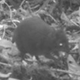 Illustration for article titled Researchers Discover New Miniature Mammals in New Guinea